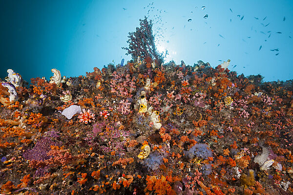 Buntes Korallenriff, Raja Ampat, West Papua, Indonesien