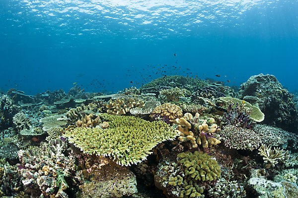 Hartkorallenriff, Raja Ampat, West Papua, Indonesien