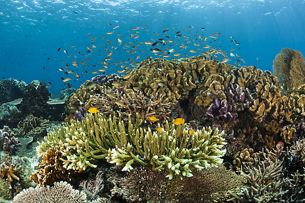 Hartkorallenriff, Raja Ampat, West Papua, Indonesien