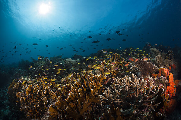 Hartkorallenriff, Raja Ampat, West Papua, Indonesien