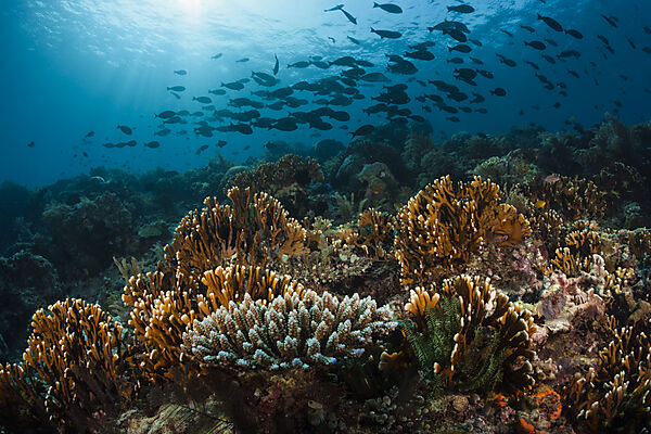Hard Coral Reef, Raja Ampat, West Papua, Indonesia