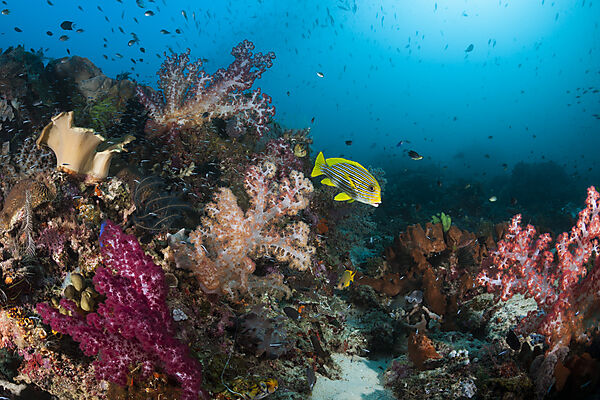 Species rich Coral Reef, Raja Ampat, West Papua, Indonesia
