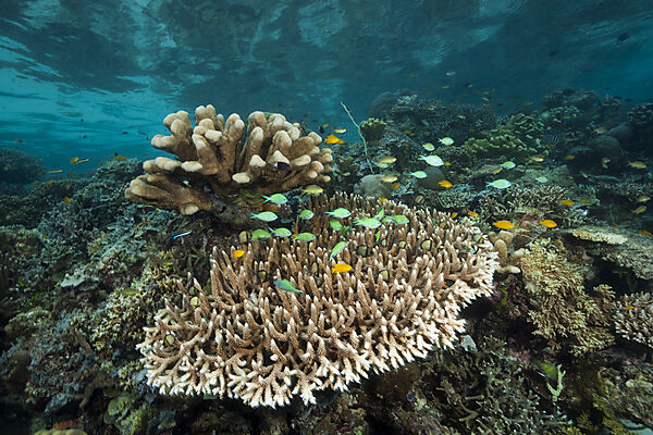 Hard Coral Reef, Raja Ampat, West Papua, Indonesia