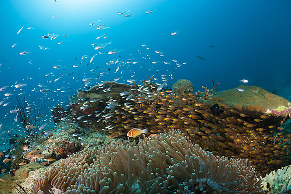 Species rich Coral Reef, Raja Ampat, West Papua, Indonesia