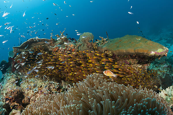 Species rich Coral Reef, Raja Ampat, West Papua, Indonesia