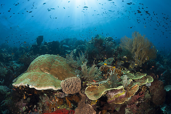 Species rich Coral Reef, Raja Ampat, West Papua, Indonesia