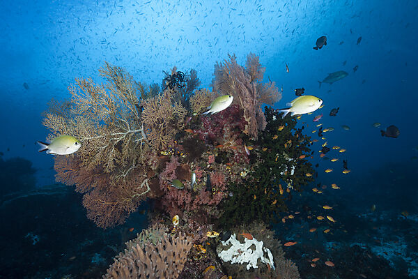 Colored Coral Reef, Raja Ampat, West Papua, Indonesia