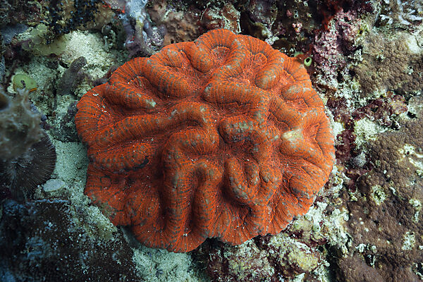 Fluoreszierende Faltenkoralle, Symphyllia sp., Raja Ampat, West Papua, Indonesien