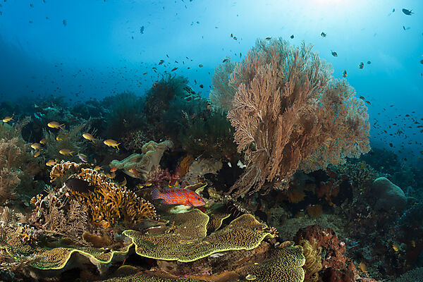 Colored Coral Reef, Raja Ampat, West Papua, Indonesia