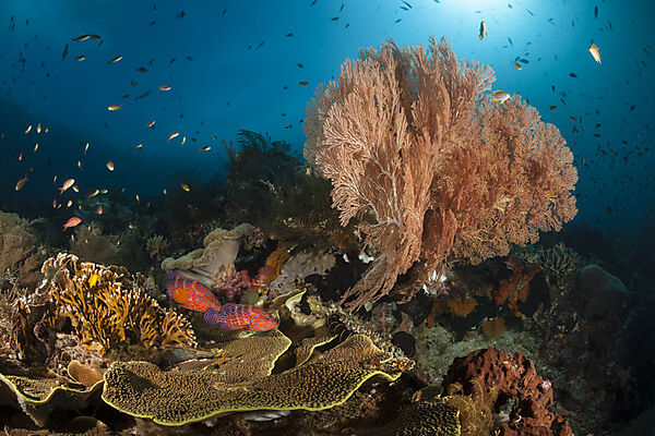 Colored Coral Reef, Raja Ampat, West Papua, Indonesia