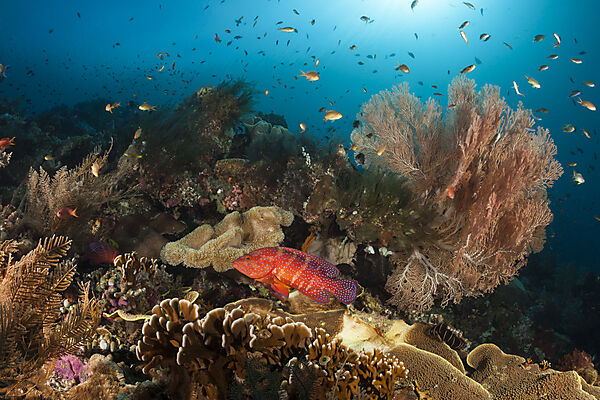 Colored Coral Reef, Raja Ampat, West Papua, Indonesia