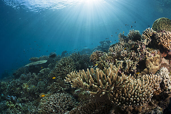 Hard Coral Reef, Raja Ampat, West Papua, Indonesia