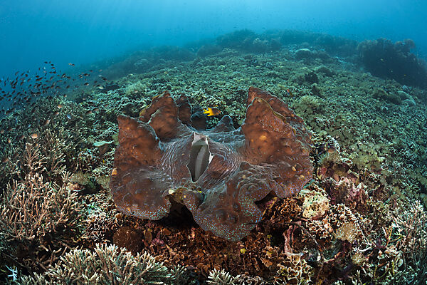 Giant Clam in Coral reef, Tridacna squamosa, Raja Ampat, West Papua, Indonesia