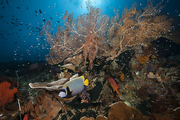 Species rich Coral Reef, Raja Ampat, West Papua, Indonesia