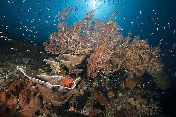 Species rich Coral Reef, Raja Ampat, West Papua, Indonesia