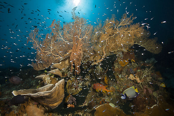 Species rich Coral Reef, Raja Ampat, West Papua, Indonesia