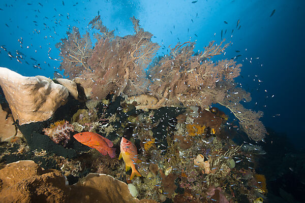 Species rich Coral Reef, Raja Ampat, West Papua, Indonesia