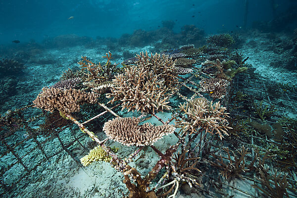 Riffaufbau Projekt, Raja Ampat, West Papua, Indonesien