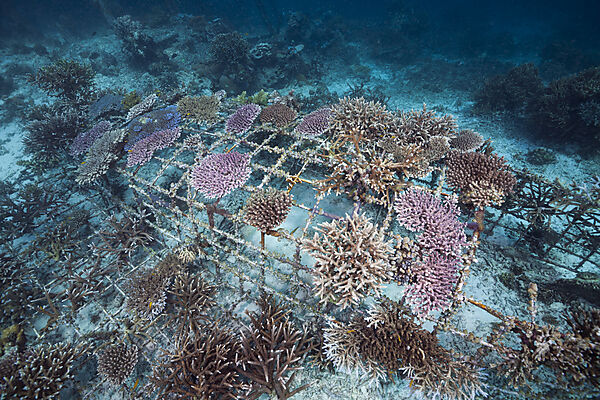 Riffaufbau Projekt, Raja Ampat, West Papua, Indonesien