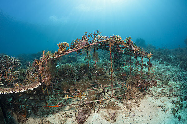 Riffaufbau Projekt, Raja Ampat, West Papua, Indonesien