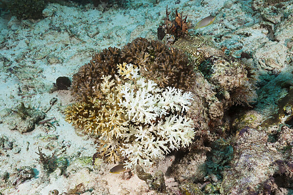Korallenbleiche, Raja Ampat, West Papua, Indonesien