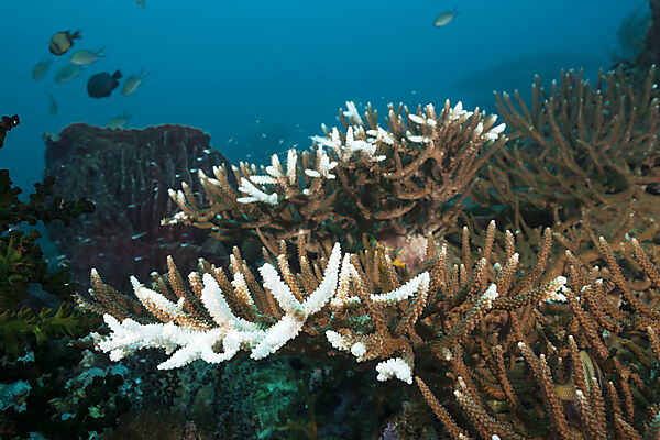 Korallenbleiche, Raja Ampat, West Papua, Indonesien
