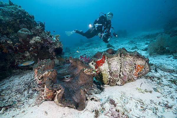 Moerdermuschel und Taucher, Tridacna squamosa, Raja Ampat, West Papua, Indonesien