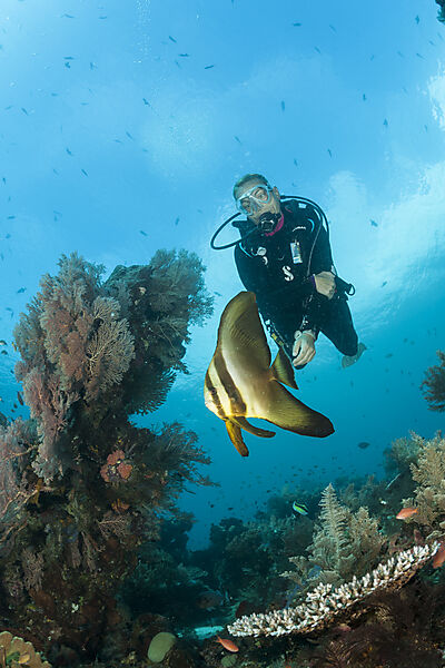 Taucher und Langflossen-Fledermausfisch, Platax teira, Raja Ampat, West Papua, Indonesien