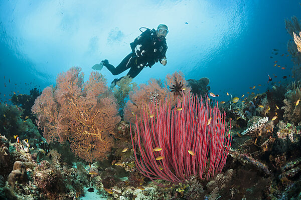 Taucher ueber Korallenriff, Raja Ampat, West Papua, Indonesien
