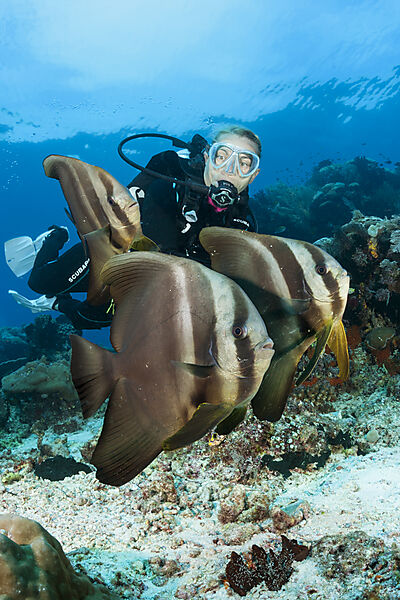 Taucher und Langflossen-Fledermausfische, Platax teira, Raja Ampat, West Papua, Indonesien