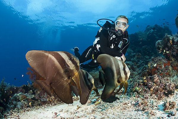 Taucher und Langflossen-Fledermausfische, Platax teira, Raja Ampat, West Papua, Indonesien
