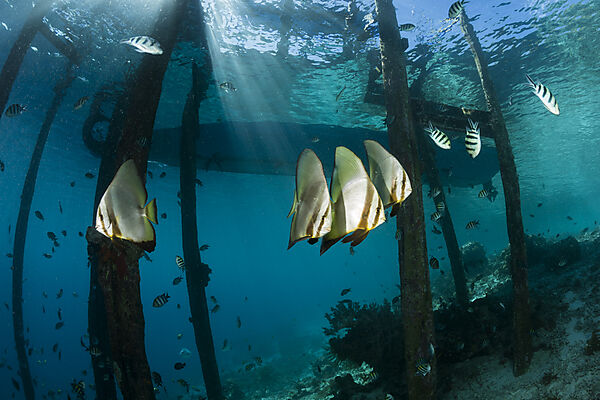 Group of Longfin Batfish, Platax teira, Raja Ampat, West Papua, Indonesia