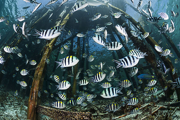 Schooling Indopacific Sergeant under Jetty, Abudefduf vaigiensis, Raja Ampat, West Papua, Indonesia