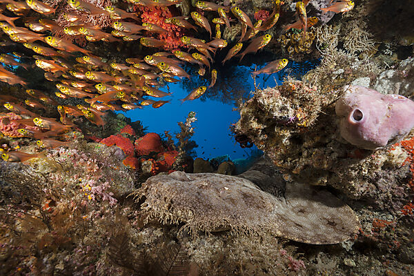 Tasselled Wobbegong, Eucrossorhinus dasypogon, Raja Ampat, West Papua, Indonesia