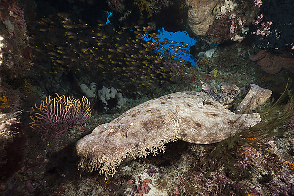 Tasselled Wobbegong, Eucrossorhinus dasypogon, Raja Ampat, West Papua, Indonesia