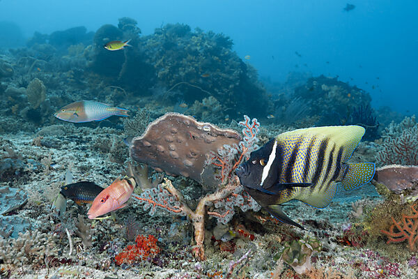 Six-banded angelfish in coral reef, Pomacanthus sexstriatus, Raja Ampat, West Papua, Indonesia