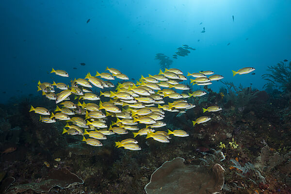 Schooling Bluestripe snapper, Lutjanus kasmira, Raja Ampat, West Papua, Indonesia