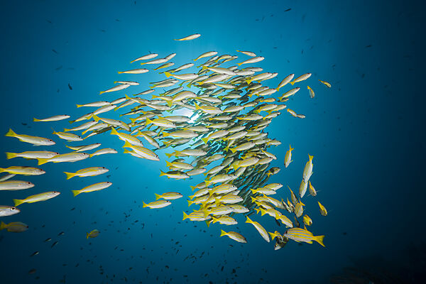 Schooling Bluestripe snapper, Lutjanus kasmira, Raja Ampat, West Papua, Indonesia