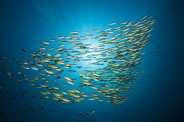 Schooling Bluestripe snapper, Lutjanus kasmira, Raja Ampat, West Papua, Indonesia