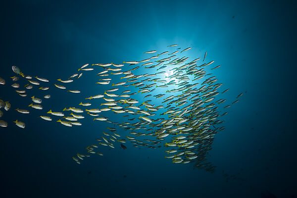 Schooling Bluestripe snapper, Lutjanus kasmira, Raja Ampat, West Papua, Indonesia