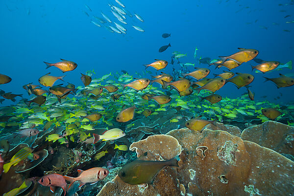 Shoal of Copper Sweeper, Pempheris oualensis, Raja Ampat, West Papua, Indonesia