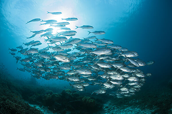 Shoal of Bigeye Trevally, Caranx sexfasciatus, Raja Ampat, West Papua, Indonesia
