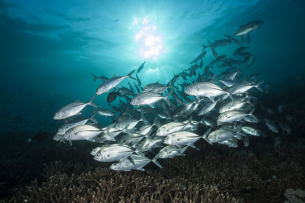 Shoal of Bigeye Trevally, Caranx sexfasciatus, Raja Ampat, West Papua, Indonesia