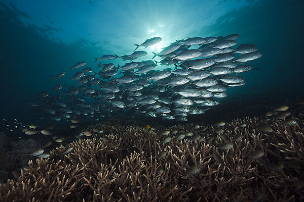 Shoal of Bigeye Trevally, Caranx sexfasciatus, Raja Ampat, West Papua, Indonesia