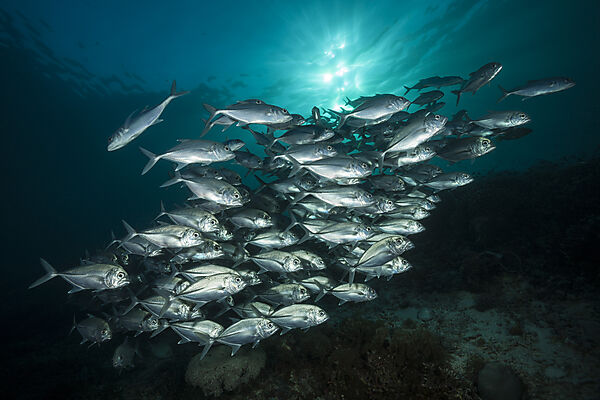 Shoal of Bigeye Trevally, Caranx sexfasciatus, Raja Ampat, West Papua, Indonesia