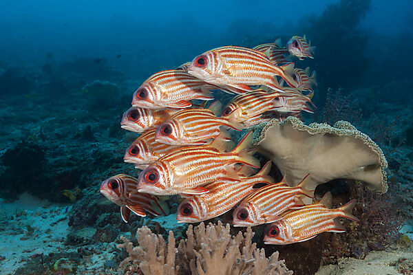 Shoal of Red Squirrelfish, Sargocentron rubrum, Raja Ampat, West Papua, Indonesia