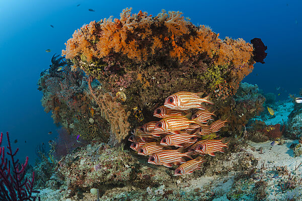 Shoal of Red Squirrelfish, Sargocentron rubrum, Raja Ampat, West Papua, Indonesia
