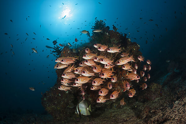 Shoal of Red Squirrelfish, Sargocentron rubrum, Raja Ampat, West Papua, Indonesia
