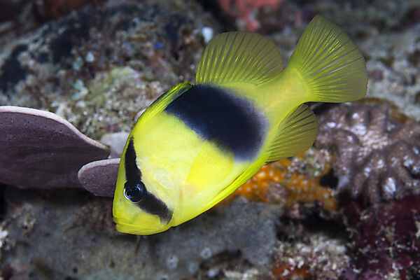 Barred soapfish, Diploprion bifasciatum, Raja Ampat, West Papua, Indonesia