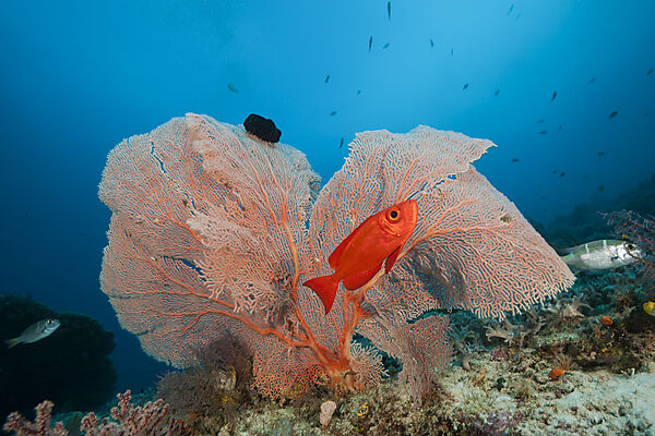 Crescent-tail Bigeye, Priacanthus hamrur, Raja Ampat, West Papua, Indonesia